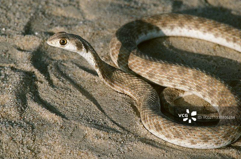 当受到威胁时，这条蛇会抬起它的头，并扩大它的脖子，从而像一个娜迦。图片素材