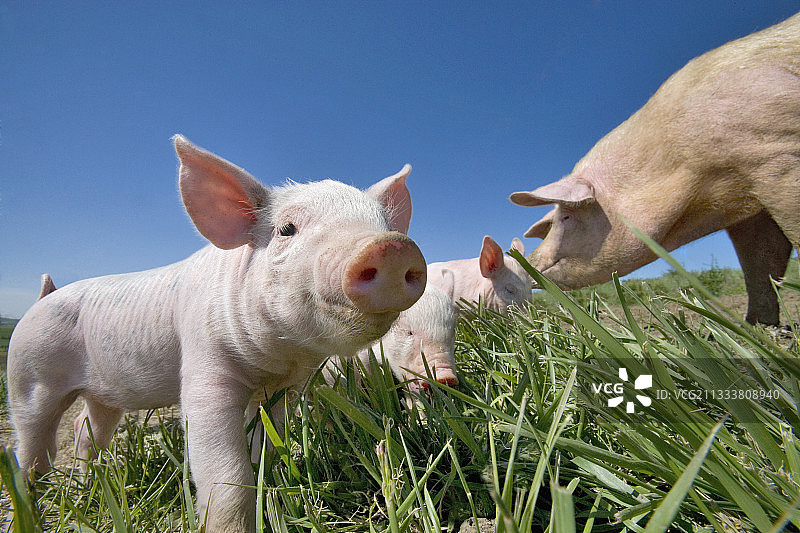 大的白色小猪在草地上与它的母亲法国图片素材