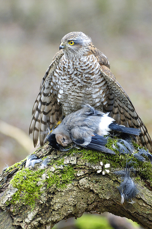 年轻的欧亚雀鹰和它的猎物法国图片素材