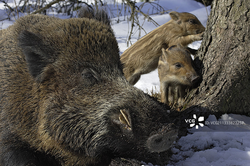 野猪和小猪德国石勒苏益格-荷尔斯泰因图片素材