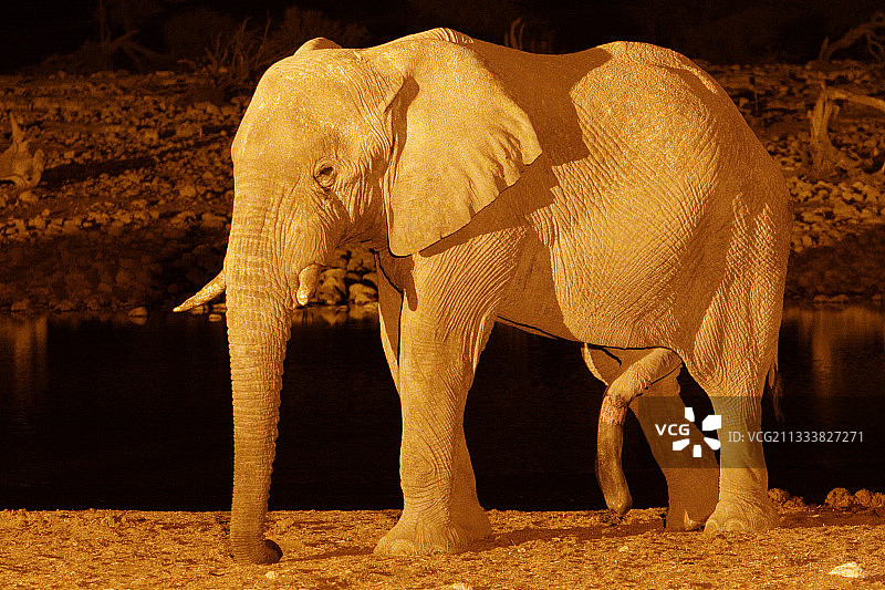 非洲象在伊托沙水点勃起图片素材