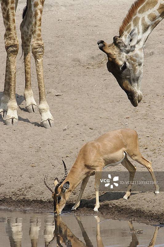 雄性黑斑羚在长颈鹿的监视下给自己浇水图片素材