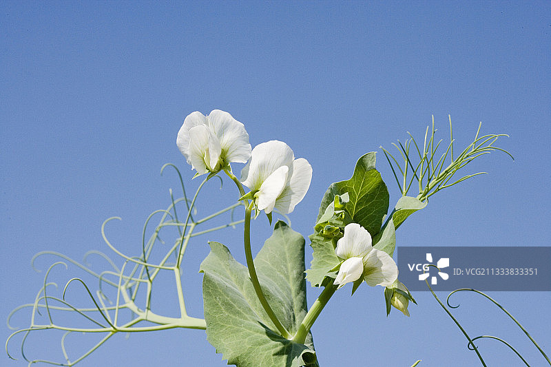 豌豆花法国图片素材