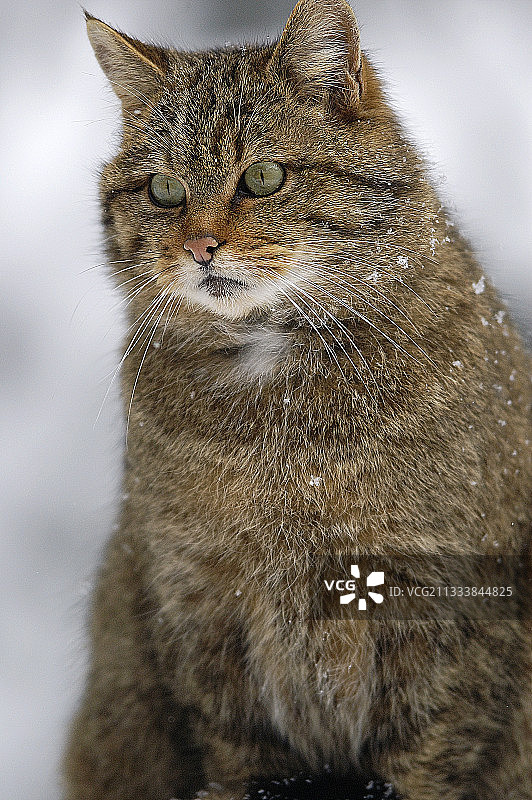 一只野猫坐在法国雪下的肖像图片素材