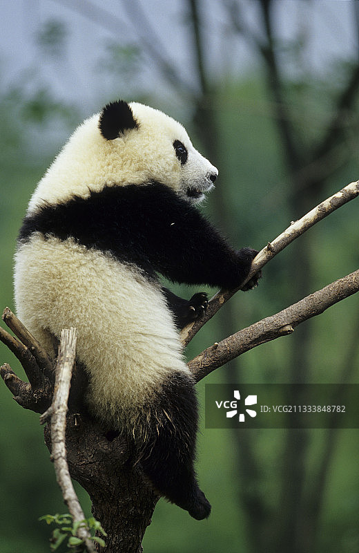 幼小的大熊猫在中国四川成都的一棵树上图片素材