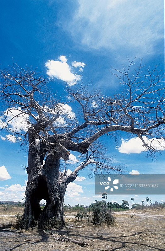 坦桑尼亚Ruaha国家公园里的一棵猴面包树图片素材