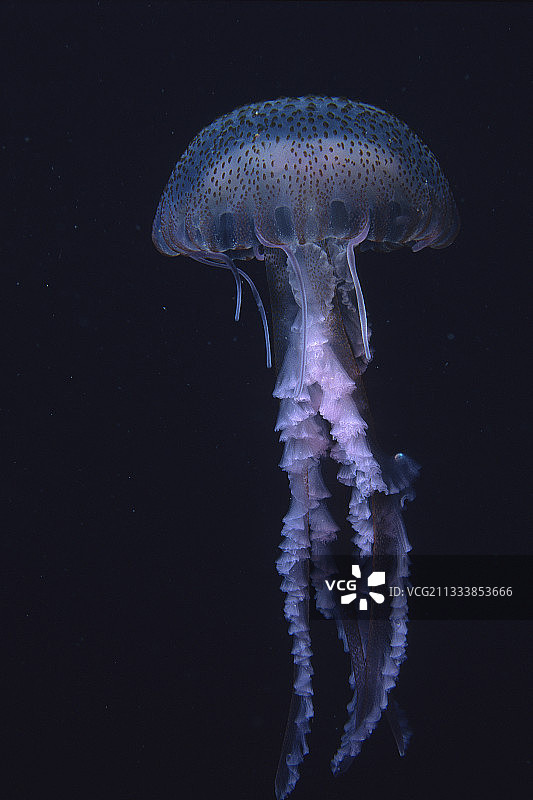 淡紫色刺水母地中海法国图片素材