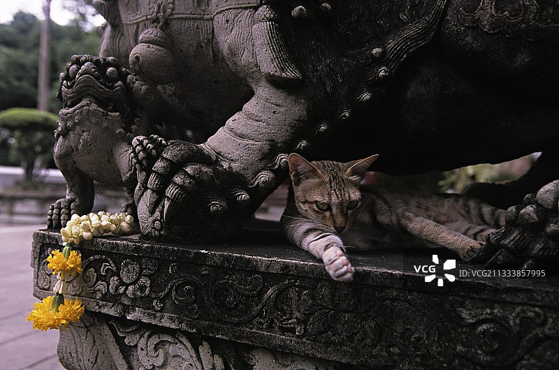猫躺在曼谷一座塔的雕像泰国图片素材