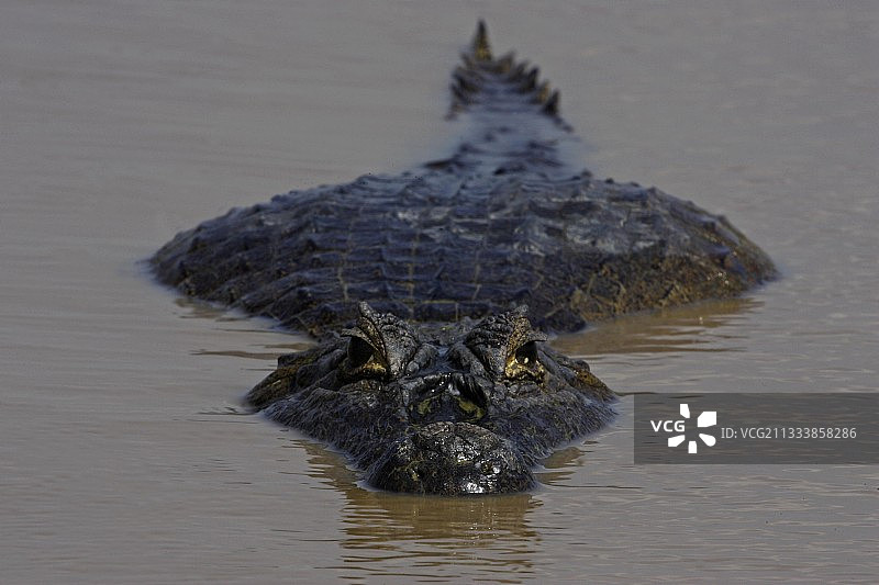 委内瑞拉大草原水里的凯门鳄图片素材