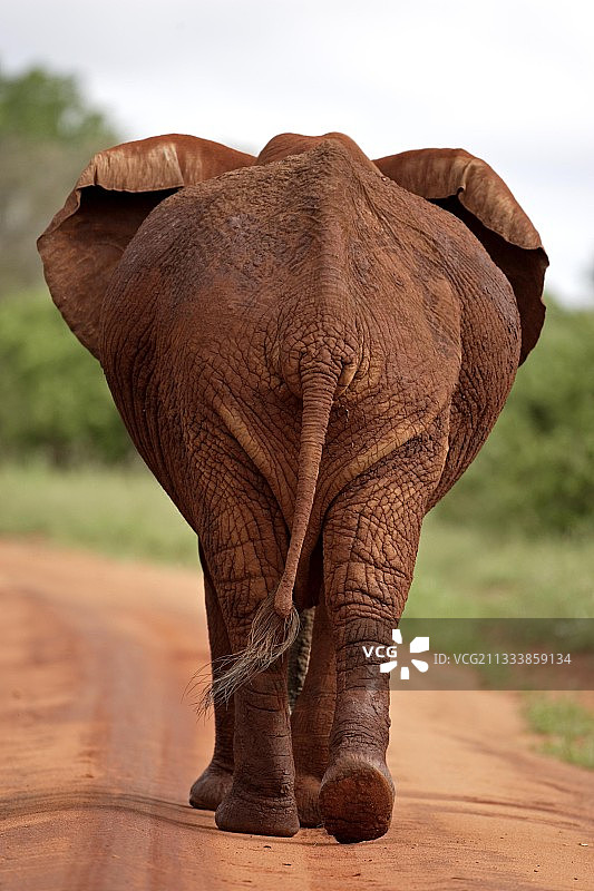 非洲象覆盖着红色红土肯尼亚图片素材