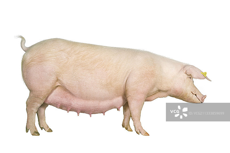 法国白色背景的长白母猪图片素材