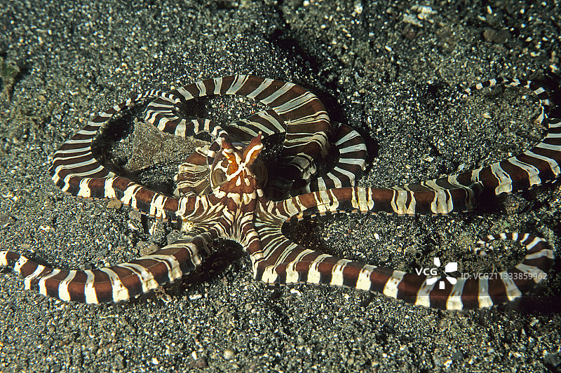 章鱼是印尼苏拉威西的塞莱斯特图片素材