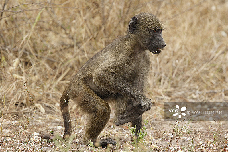 南非克鲁格狒狒图片素材