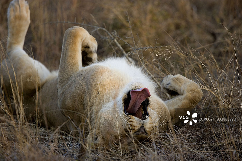 狮子休息南非NP克鲁格图片素材