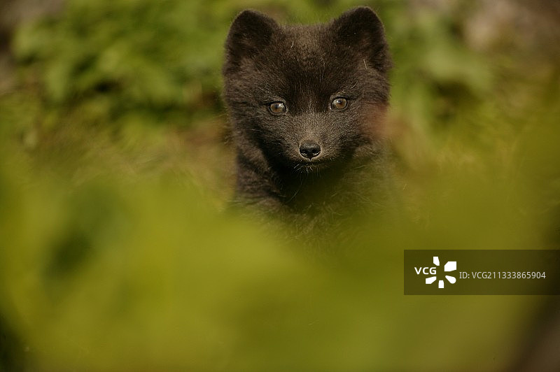 几周大的小狐狸一直在监视着摄影师的行为。图片素材