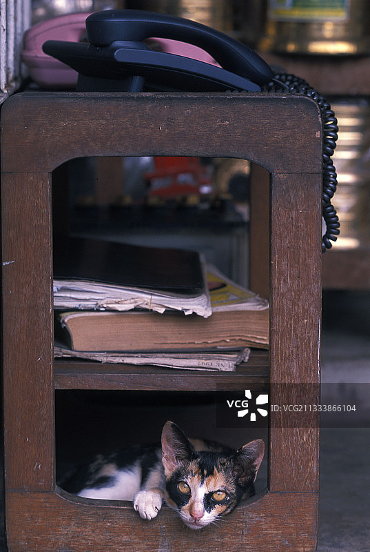 三色母猫躺在一件家具缅甸图片素材