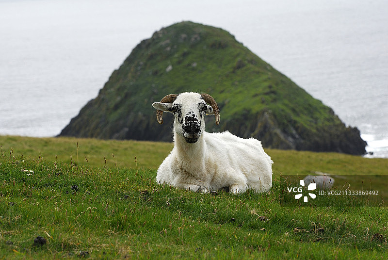 母羊躺在爱尔兰丁格尔半岛的草地上图片素材