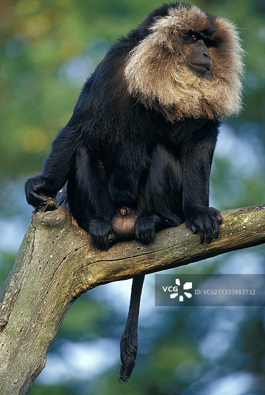 狮子尾猕猴坐在动物园的树枝上图片素材