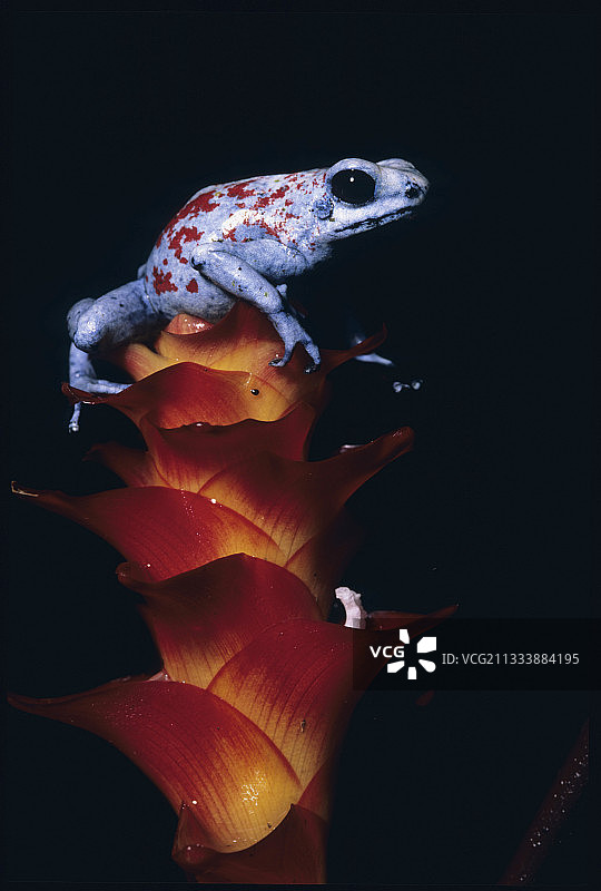 丑角毒蛙乔科生物地理Narino Colombie图片素材