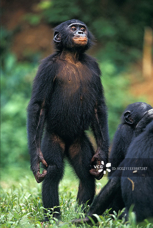 保护区:Lola ya Bonobo图片素材