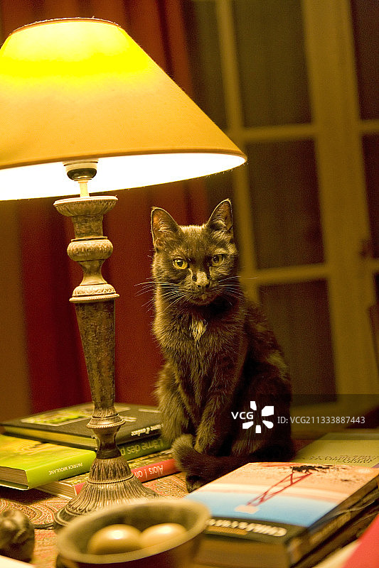 黑猫坐在灯下图片素材