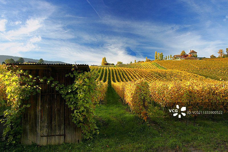 秋季的瑞士纳沙泰尔葡萄园图片素材