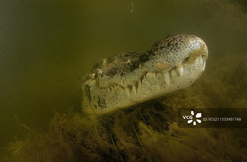 黑凯门鳄浸没里约热内卢黑巴西亚马逊图片素材