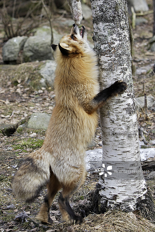 红狐狸站在拉普兰拉那亚图片素材