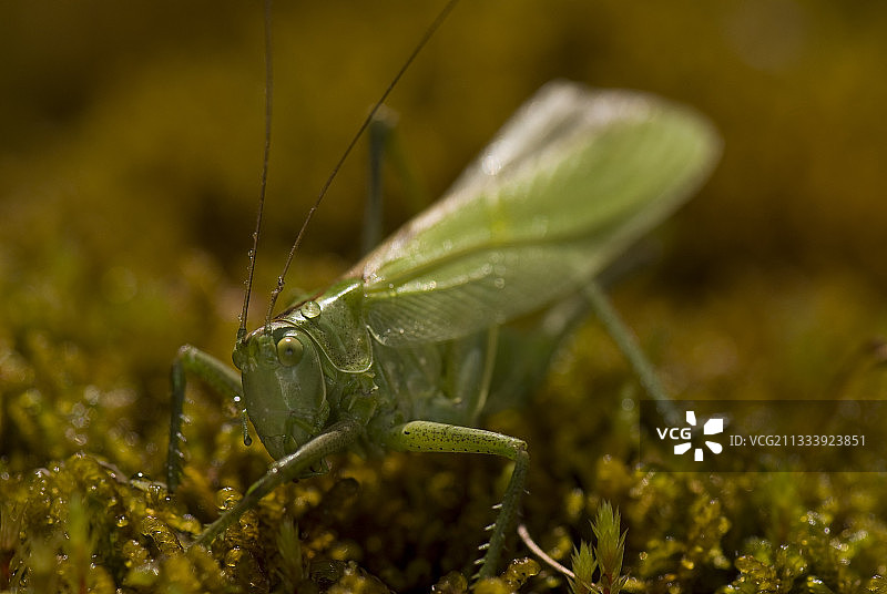 法国苔藓上的大绿色灌木蟋蟀图片素材