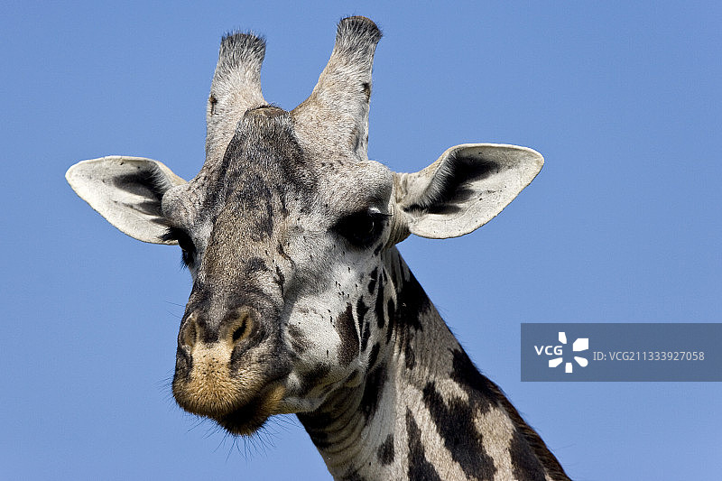 肯尼亚马赛马拉马赛长颈鹿的肖像图片素材