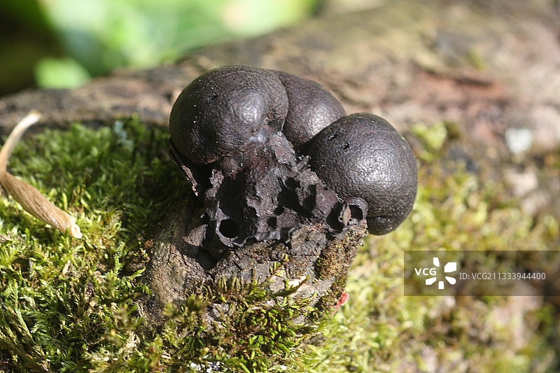 枯木上的煤菌狄南法国图片素材