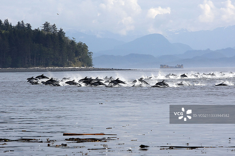 太平洋白边海豚狩猎加拿大不列颠哥伦比亚省图片素材