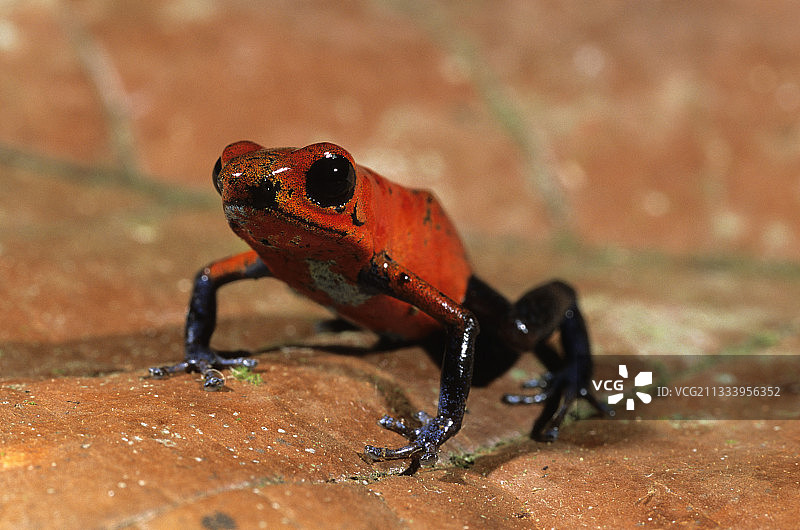 草莓箭毒蛙的叶子尼加拉瓜图片素材