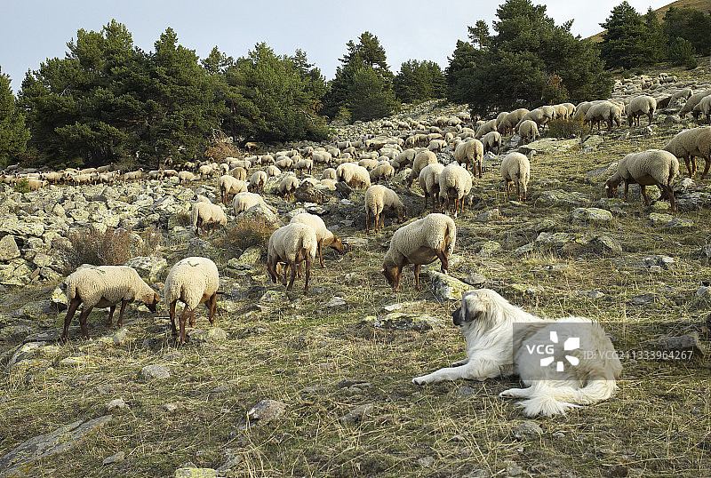 牧羊犬看羊群商业旅游NP图片素材