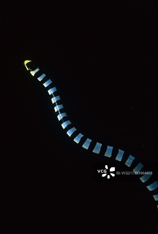 喙形海蛇游泳西里伯斯海苏拉威西图片素材