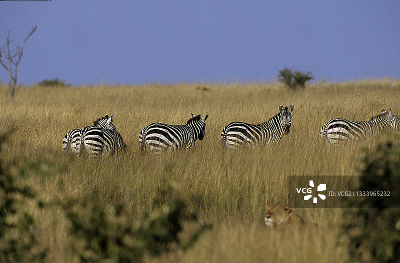 在肯尼亚马赛马拉热带草原上的格兰特斑马和母狮图片素材