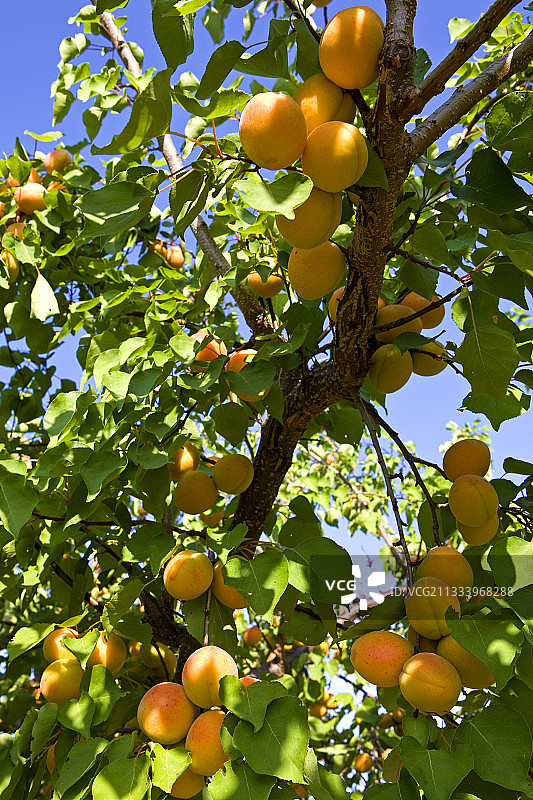 法国普罗旺斯树上的杏子图片素材