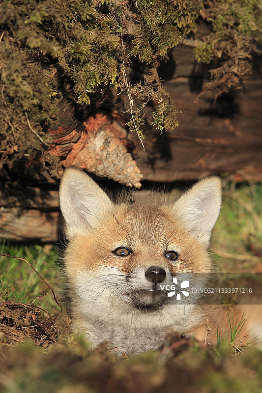 年轻的红狐肖像7周美国蒙大拿州图片素材