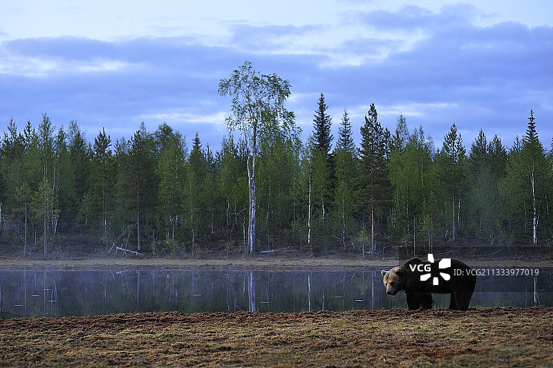 棕熊在晨雾中Martinselkonen芬兰图片素材