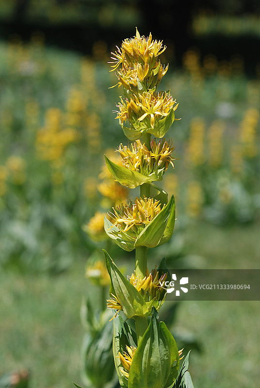 法国朗格多克草地上的龙胆黄花图片素材