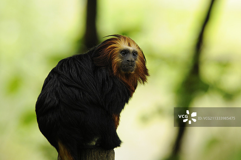 金头狮子狨猴山谷法国图片素材
