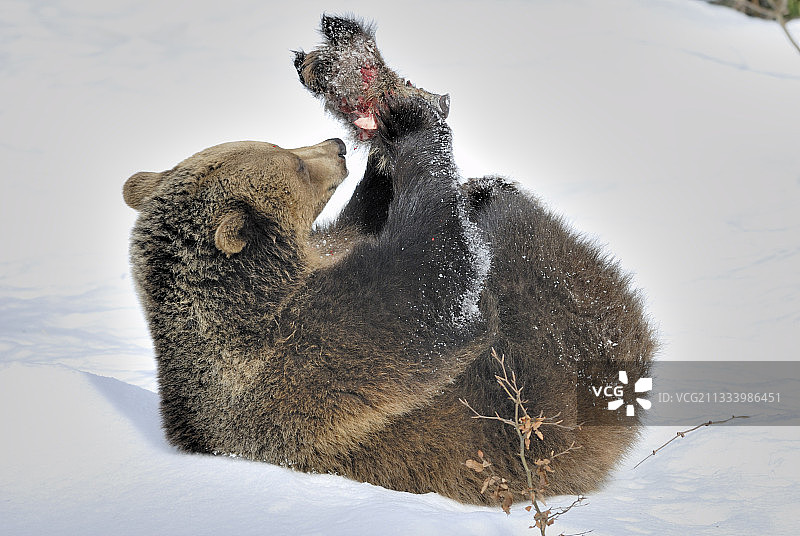 棕熊在雪地里咬野猪的头图片素材
