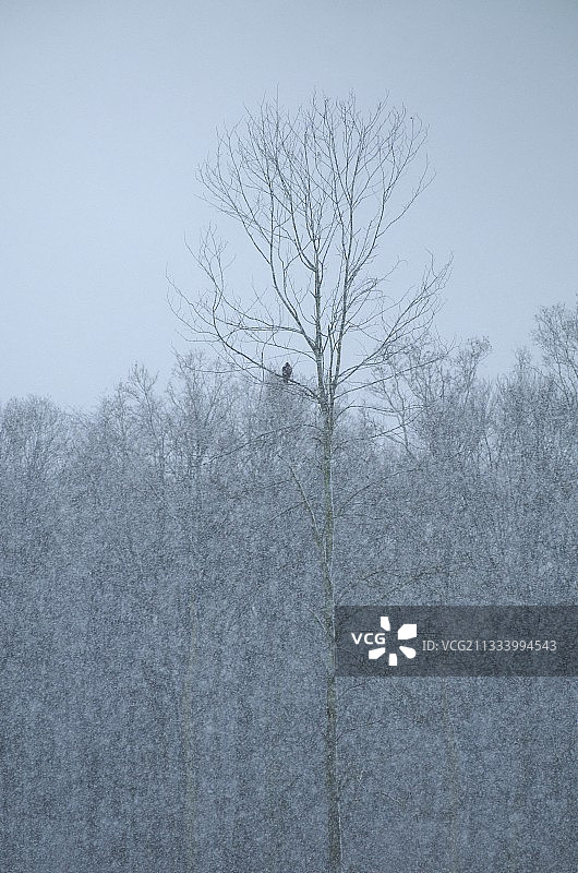 法国暴风雪中，一只西部草原秃鹰在树上图片素材