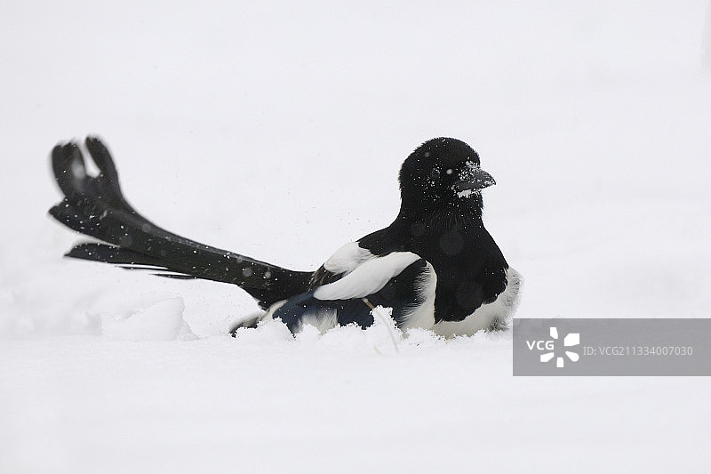 黑嘴喜鹊在下雪的冬天孚日法国图片素材