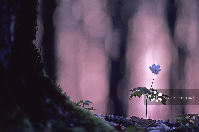 花木银莲花在法国的灌木丛图片素材