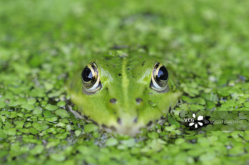 绿色的青蛙在一个池塘覆盖着浮萍法国图片素材