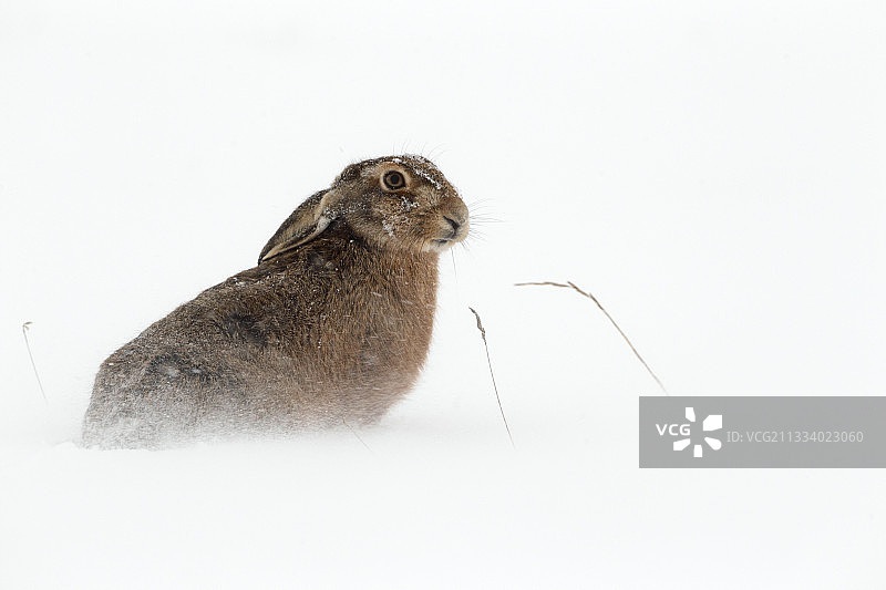 冬天棕色的野兔坐在雪地里图片素材