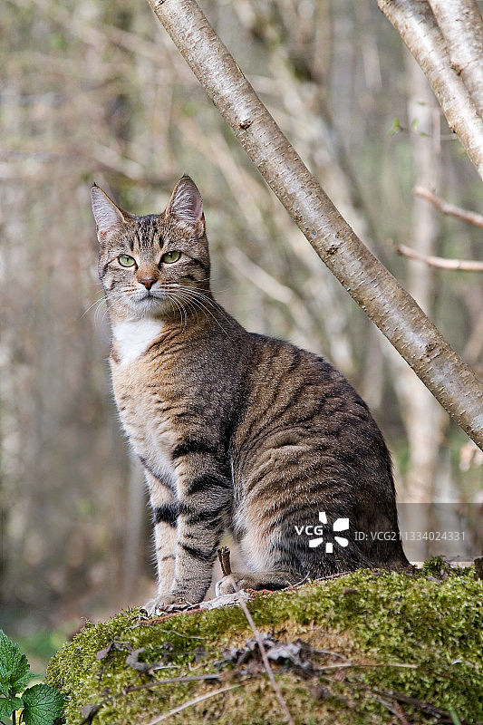 虎斑母猫在法国灌木丛中长满苔藓的石头上图片素材