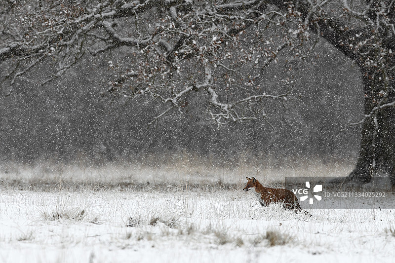 赤狐站在冬天的暴风雪中图片素材