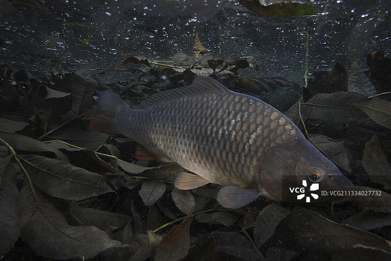 在法国勃艮第Oreuse河中游泳的鲤鱼图片素材
